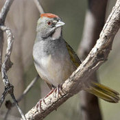 Green-tailed Towhee